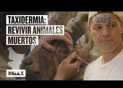 Enlace a Wild Frank descubre el oficio de la taxidermista en un estudio de Toledo
