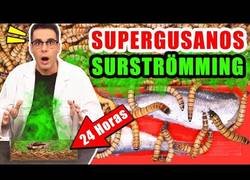 Enlace a Supergusanos carnívoros vs Surströmming