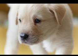 Enlace a El maravilloso momento en el que este cachorro abre los ojos por primera vez