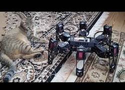 Enlace a Los gatos y los robots son amigos