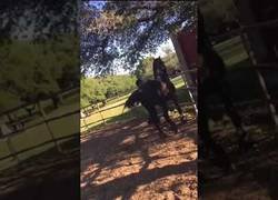 Enlace a NO es NO versión caballos