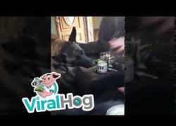 Enlace a Nunca cabrees a un perro con esos sonidos estúpidos