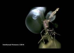Enlace a Así se fácil te puedes cargar un mosquito con láser