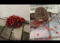 Enlace a Este erizo es el más listo del mundo usando sus cuerpo para llevarse cerezas
