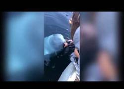 Enlace a La ballena rusa espía devuelve un móvil a esta persona