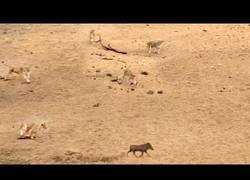 Enlace a 7 leones rodean a un jabalí y logra escapar milagrosamente