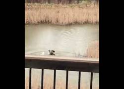 Enlace a El asesinato de un ganso a otro que se metió en su territorio