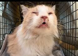 Enlace a Rescata un gato enfermo de la calle y lo devuelve a la vida en apenas pocas semanas