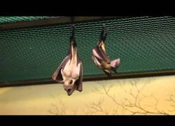 Enlace a Así es como hacen pis los murciélagos