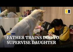 Enlace a Padre entrena al perro para que su hija no se distraiga con los deberes