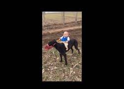 Enlace a Bebé montando un perro