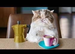 Enlace a Cuando te cambias el café