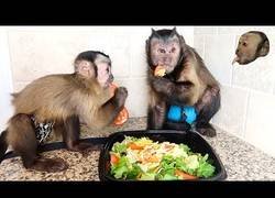Enlace a Monos Capuchino disfrutan de una deliciosa ensalada