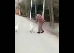 Enlace a Una señora pelea contra un ganso