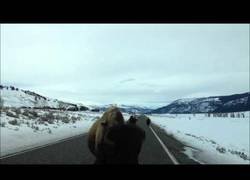 Enlace a Cuando me embistió un búfalo