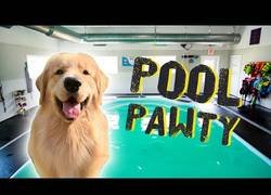 Enlace a Fiesta canina en la piscina