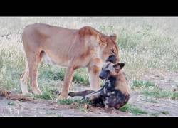 Enlace a Perro-hiena se logra zafar hábilmente de una leona que lo atrapa