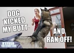 Enlace a Intentando hacer ejercicio con mi perro