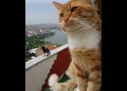 Enlace a Gato y cuervo conversan 