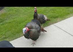 Enlace a Pavos salvajes en la carretera agreden a un ciclista