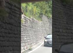 Enlace a Osos en Suiza