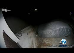 Enlace a Un gato pelea y echa a un coyote de una casa