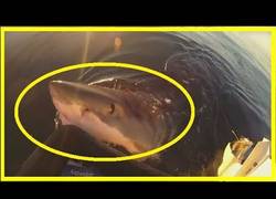 Enlace a Tiburón blanco ataca a un pequeño barco