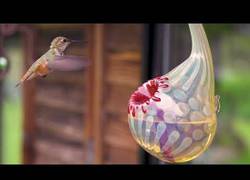 Enlace a Colibrí alimentándose en slow motion