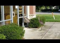Enlace a Grulla se enfada con su reflejo intentando proteger a su compañera