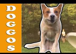 Enlace a Momentazos que nos regalan algunos perros