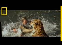 Enlace a Roar: excéntrico millonario graba película con leones y tigres sin entrenar