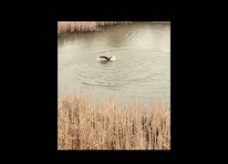 Enlace a Mamá cisne mata a gaviota