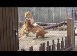 Enlace a Tigre y Ligre tienen una riña