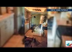 Enlace a Un caimán enorme irrumpe de madrugada en una casa de Florida