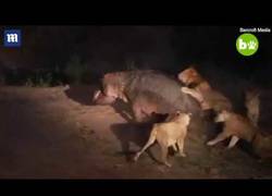 Enlace a Un hipopótamo herido se enfrenta y vence a 5 leones