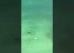 Enlace a Tiburón acecha a una nadadora en Panama City Beach, Florida