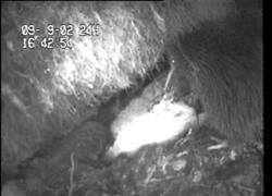 Enlace a Kiwi lucha por su vida contra un oposum, y gana