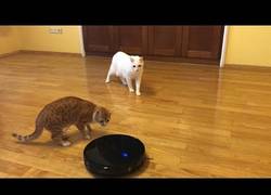 Enlace a Estos dos gaticos han encontrado a un enemigo en común