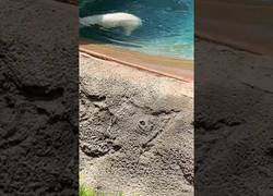 Enlace a Oso polar vs pato