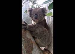 Enlace a Koala se atraganta mientras eructa