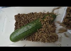 Enlace a Larvas consumiendo un pepinillo 24h timelapse