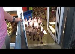 Enlace a Desfile de bebés flamenco