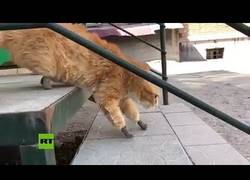 Enlace a Gatito vuelve a andar gracias a unas protesis de titanio