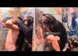 Enlace a Monos bañan a un hombre con larga cabellera en la ducha