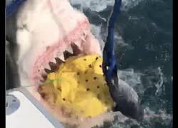 Enlace a Gran tiburón blanco sorprende a pescadores en la costa de Nueva Jersey