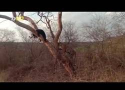 Enlace a Oso es sorprendido por un tigre y le planta cara