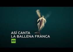 Enlace a graban por primera vez el canto de una ballena franca del Pacífico, el animal más grande que está en peligro de extinción
