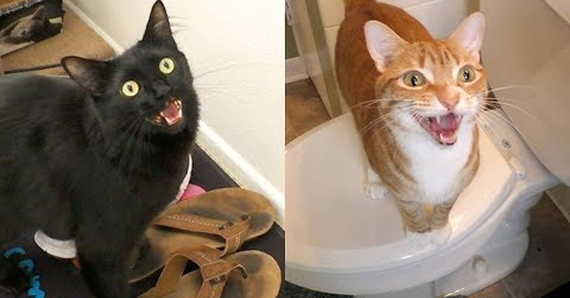 Sonidos Que Molesten A Los Gatos