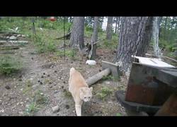 Enlace a Gato mantiene a raya a un oso cercano a su propiedad