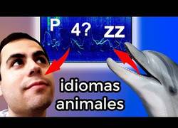 Enlace a La capacidad de diferentes animales para comunicarse